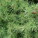 Picea glauca 'Albertiana Conica'